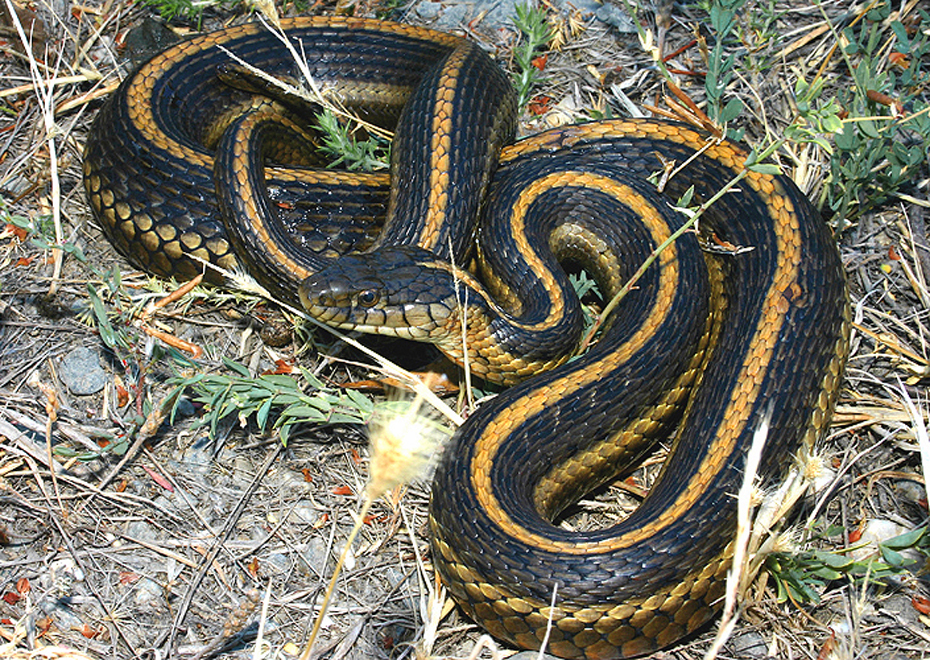 Giant Garter Snake in July 2005 by Flaxington · iNaturalist