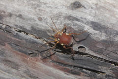 Erginulus roeweri