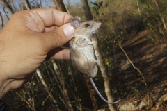 Peromyscus leucopus castaneus