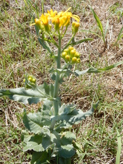 Senecio quaylei