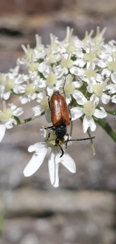 Fairy-ring Longhorn Beetle
