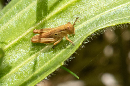 Differential Grasshopper