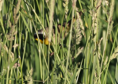 Common Yellowthroat