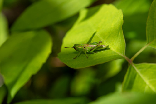 Two-striped Grasshopper