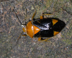 Neocapsus cuneatus