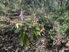 (c) Jiro Iguchi, some rights reserved (CC BY) Acanthus polystachyus, photograph (c) Jiro Iguchi, some rights reserved (CC BY)