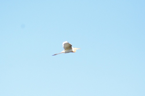 Eastern Cattle-Egret