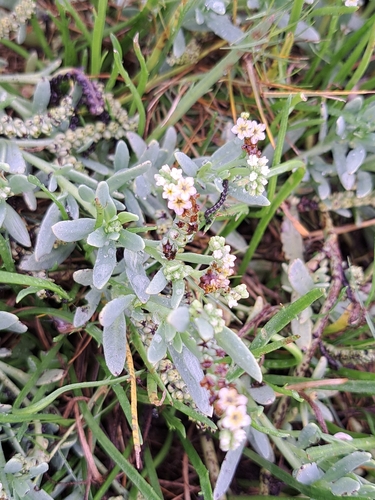 alkali heliotrope