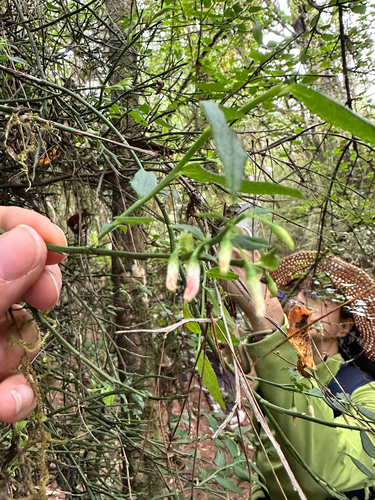 Vaccinium japonicum