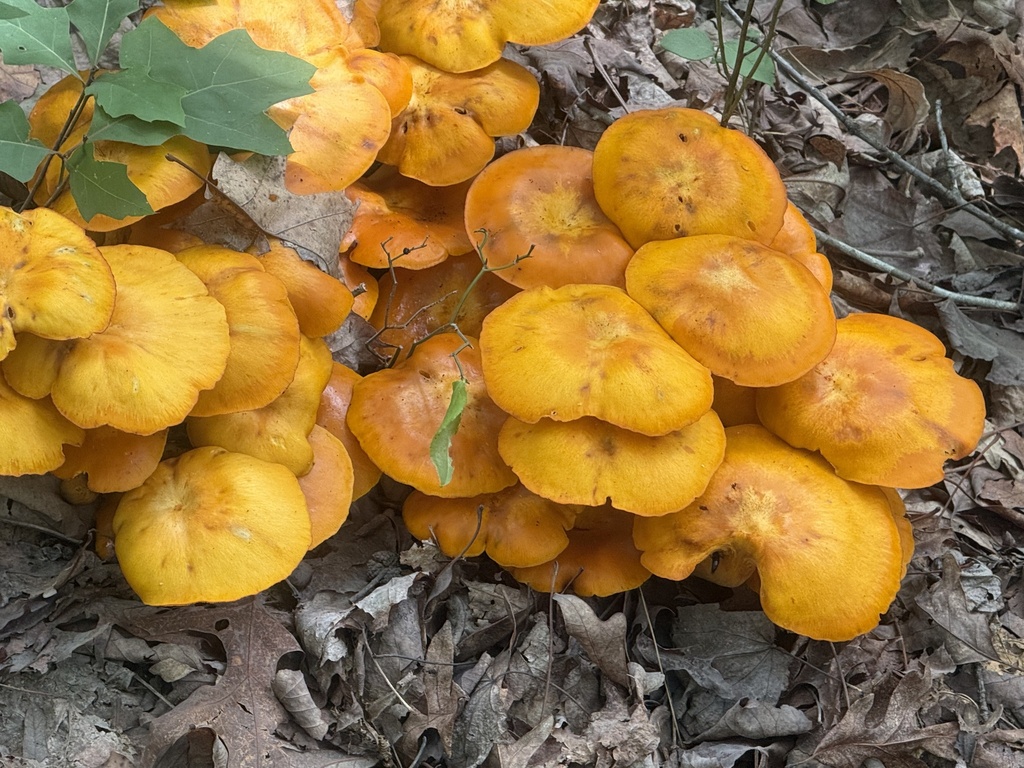 Eastern American jack-o'-lantern · June 2026 · photo: Photo: (c) wiregrasser, some rights reserved (CC BY) · iNaturalist