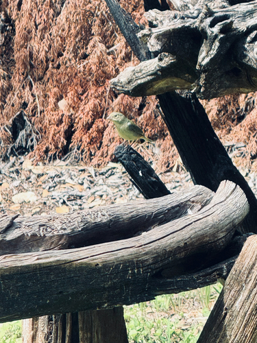 Orange-crowned Warbler