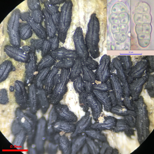 Hysterobrevium smilacis, 2020-04-18