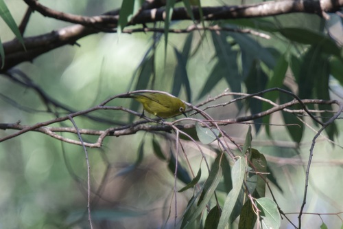 Green White-eye (Zosterops stuhlmanni), photo 6