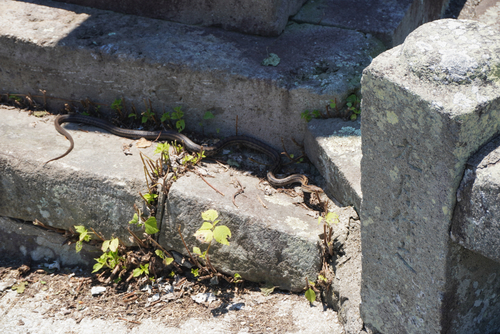 Japanese Four-lined Ratsnake