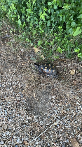 Eastern Box Turtle