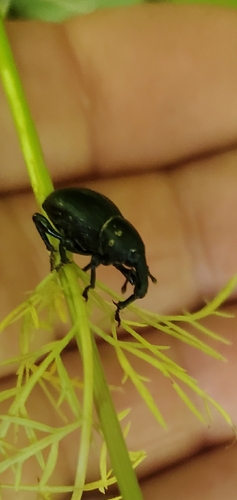 Liparus coronatus