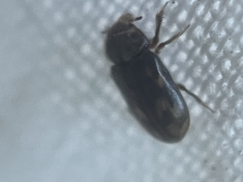 Heterocerus fenestratus
