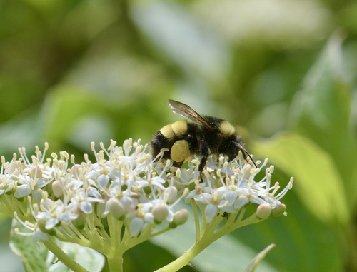 Yellow-banded Bumble Bee photo 6