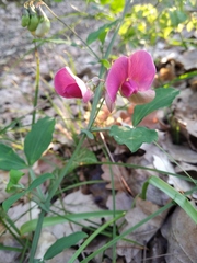 Lathyrus rotundifolius