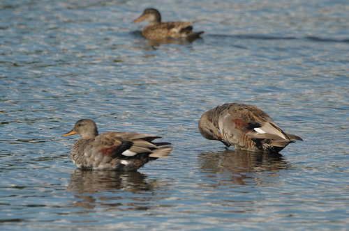 Gadwall