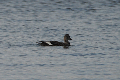 Gadwall