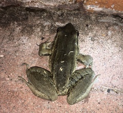 Leptodactylus bolivianus image