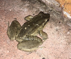 Leptodactylus insularum