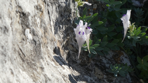 Linaria verticillata, photograph 4