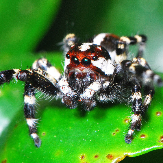 Wedoquella