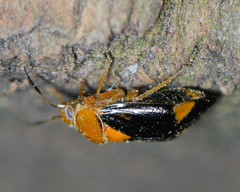 Neocapsus cuneatus