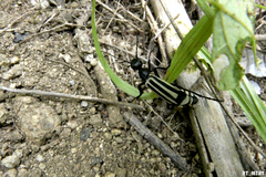 Epicauta niveolineata