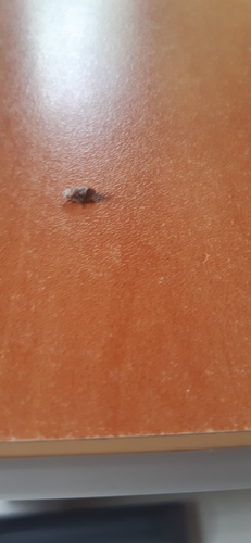 Bean Weevil