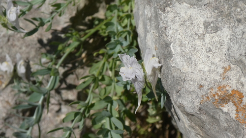 Linaria verticillata, photograph 2
