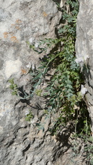 (c) frangp, some rights reserved (CC BY) Linaria verticillata, photograph (c) frangp, some rights reserved (CC BY)