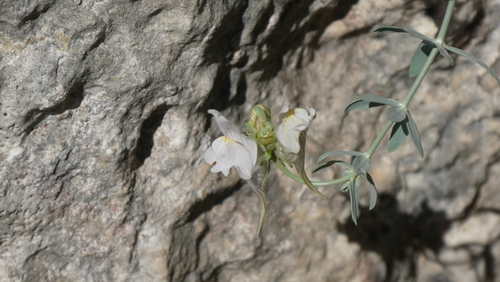 Linaria verticillata, photograph 1