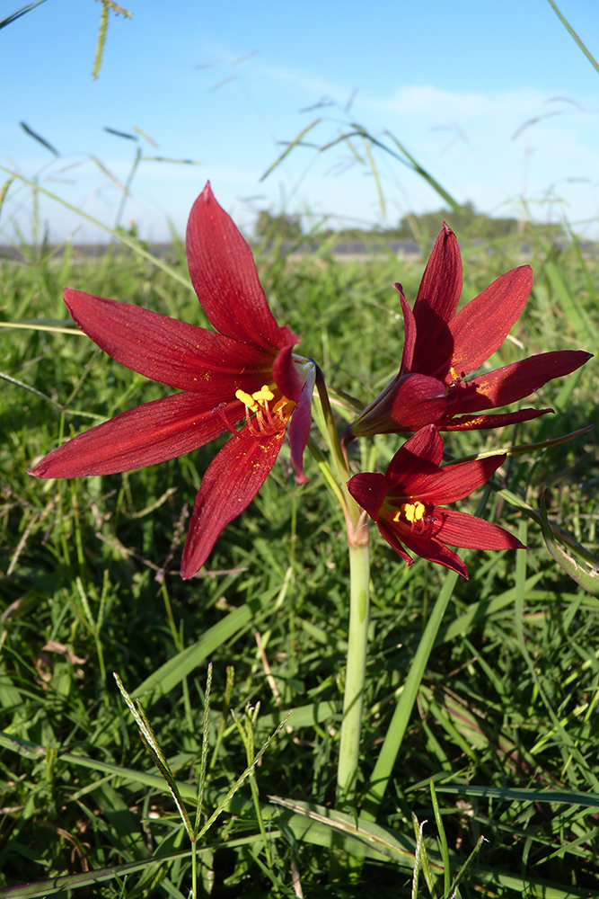 Fotos de Lirios de Lluvia (Género Zephyranthes) · NaturaLista Mexico