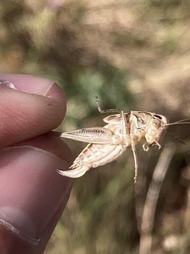 Brown-spotted Bush-cricket