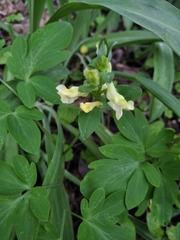Corydalis cava marschalliana