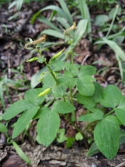 Corydalis cava marschalliana