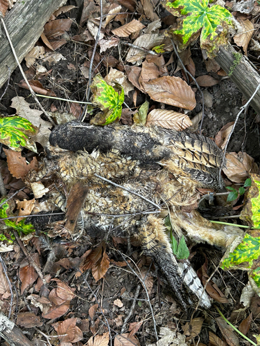Great Horned Owl