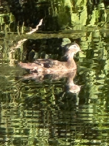 Wood Duck