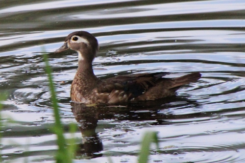 Wood Duck