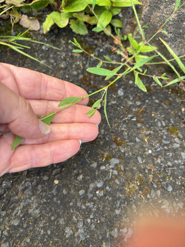 Prostrate Knotweed