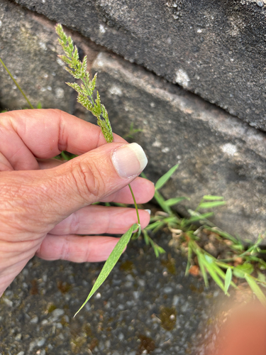 water beard grass