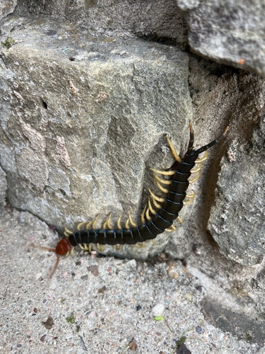 Giant Desert Centipede