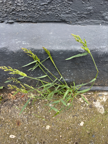 water beard grass