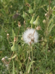 Sonchus oleraceus