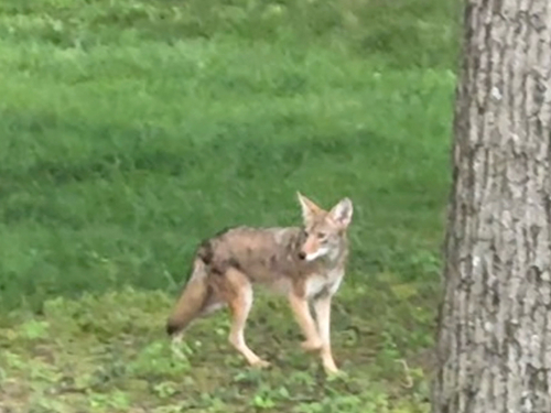 Coyote
