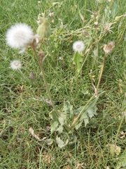 Sonchus oleraceus