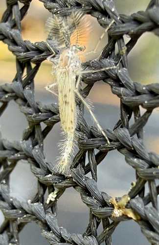 Chaoborus